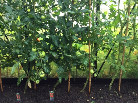 Laat de tomaten maar groeien..